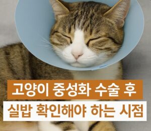 고양이 중성화 수술
